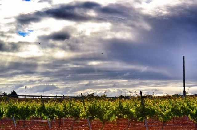 vignobles par temps nuageux 